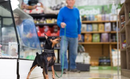Man in blue sweater holding leash to small Doberman dog in a pet store